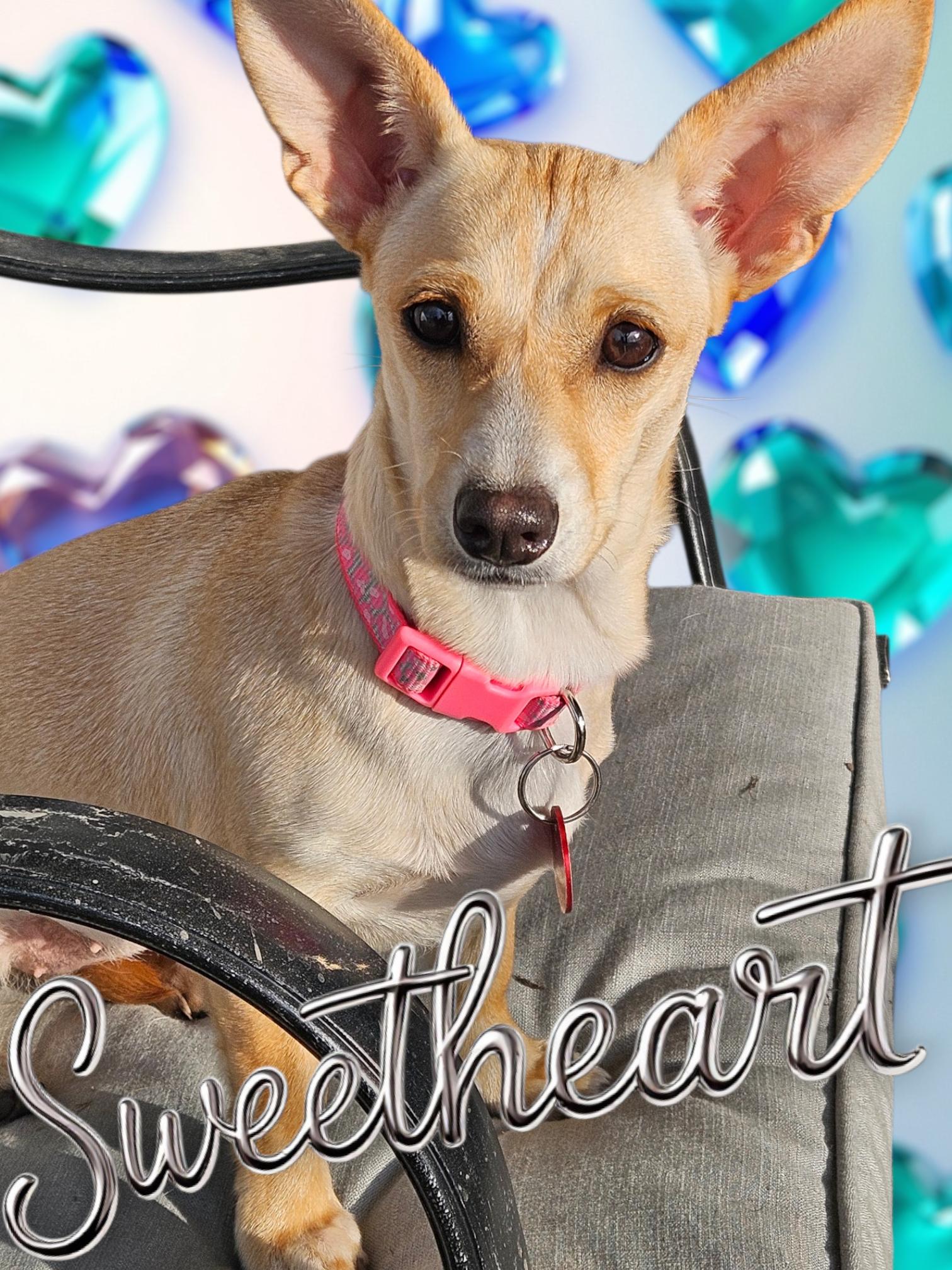 Enlarge Chiquita D6167, a Adopted mixed breed in minneapolis, MN image 3/3