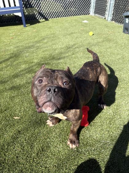 Frank, Adoptable, Adult Male Pit Bull Terrier & Mixed Breed.