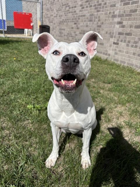 SPECKS, Adoptable, Adult Female American Staffordshire Terrier.