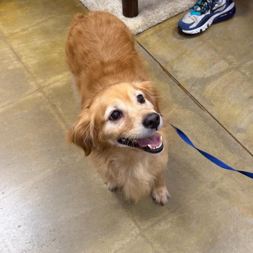 TYLER, Adoptable, Senior Male Dachshund (Long Haired) & Spaniel.