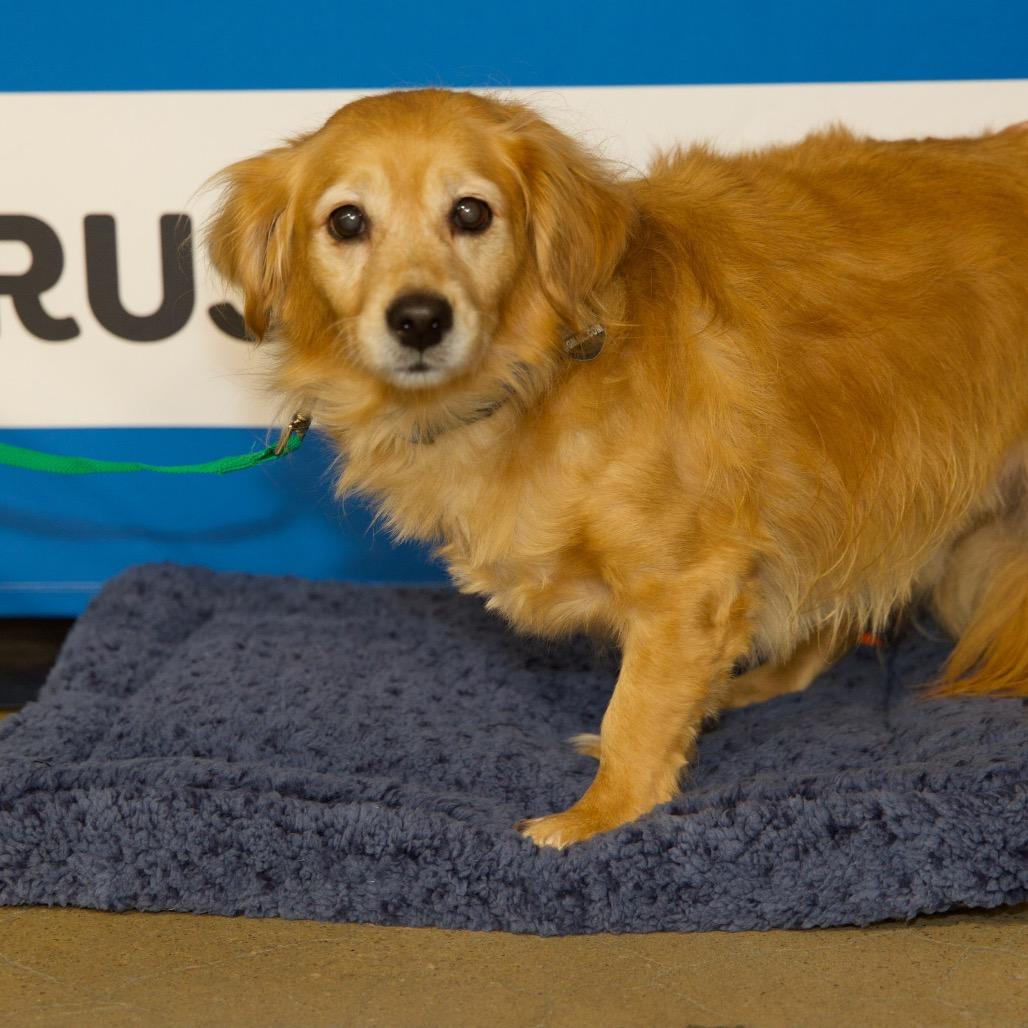 Enlarge TYLER, a Adoptable mixed breed in Berlin, NJ image 3/6