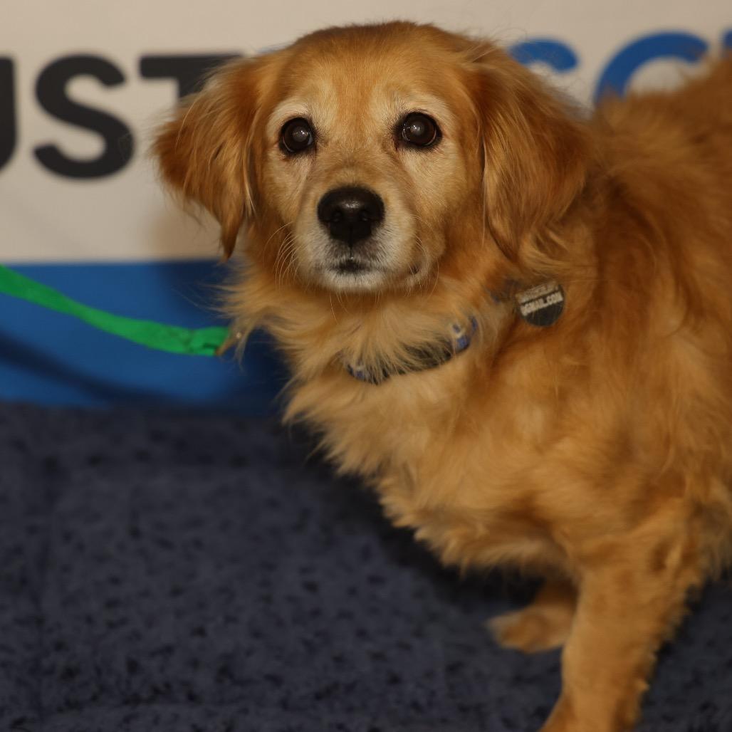 Enlarge TYLER, a Adoptable mixed breed in Berlin, NJ image 4/6