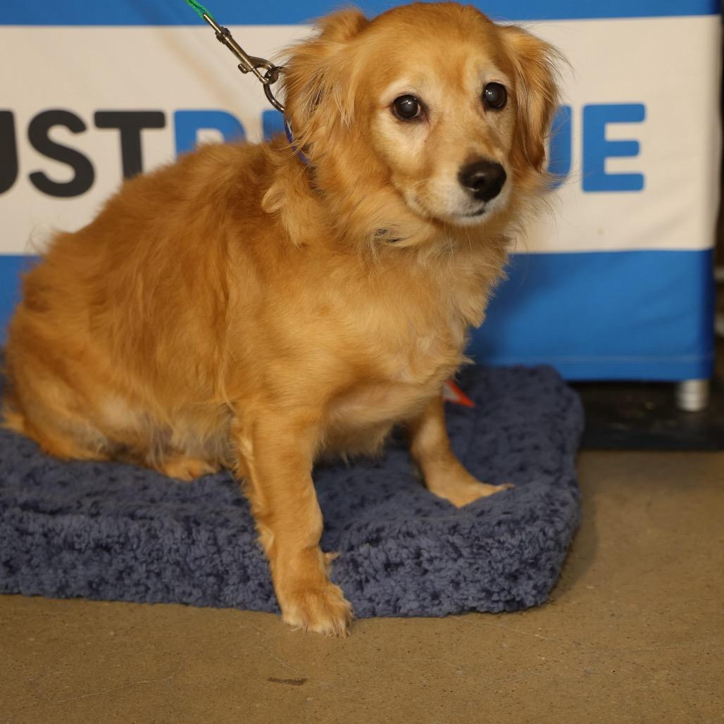 Enlarge TYLER, a Adoptable mixed breed in Berlin, NJ image 5/6