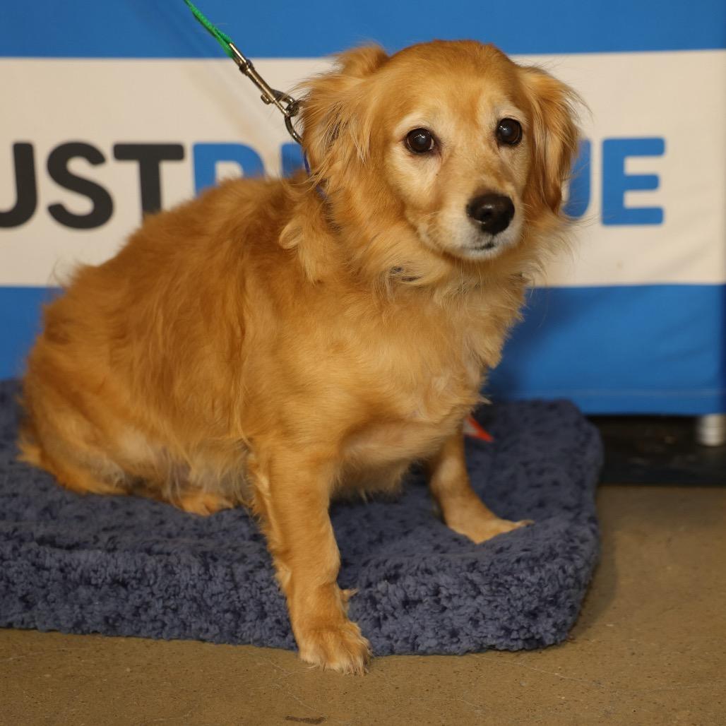 Enlarge TYLER, a Adoptable mixed breed in Berlin, NJ image 6/6