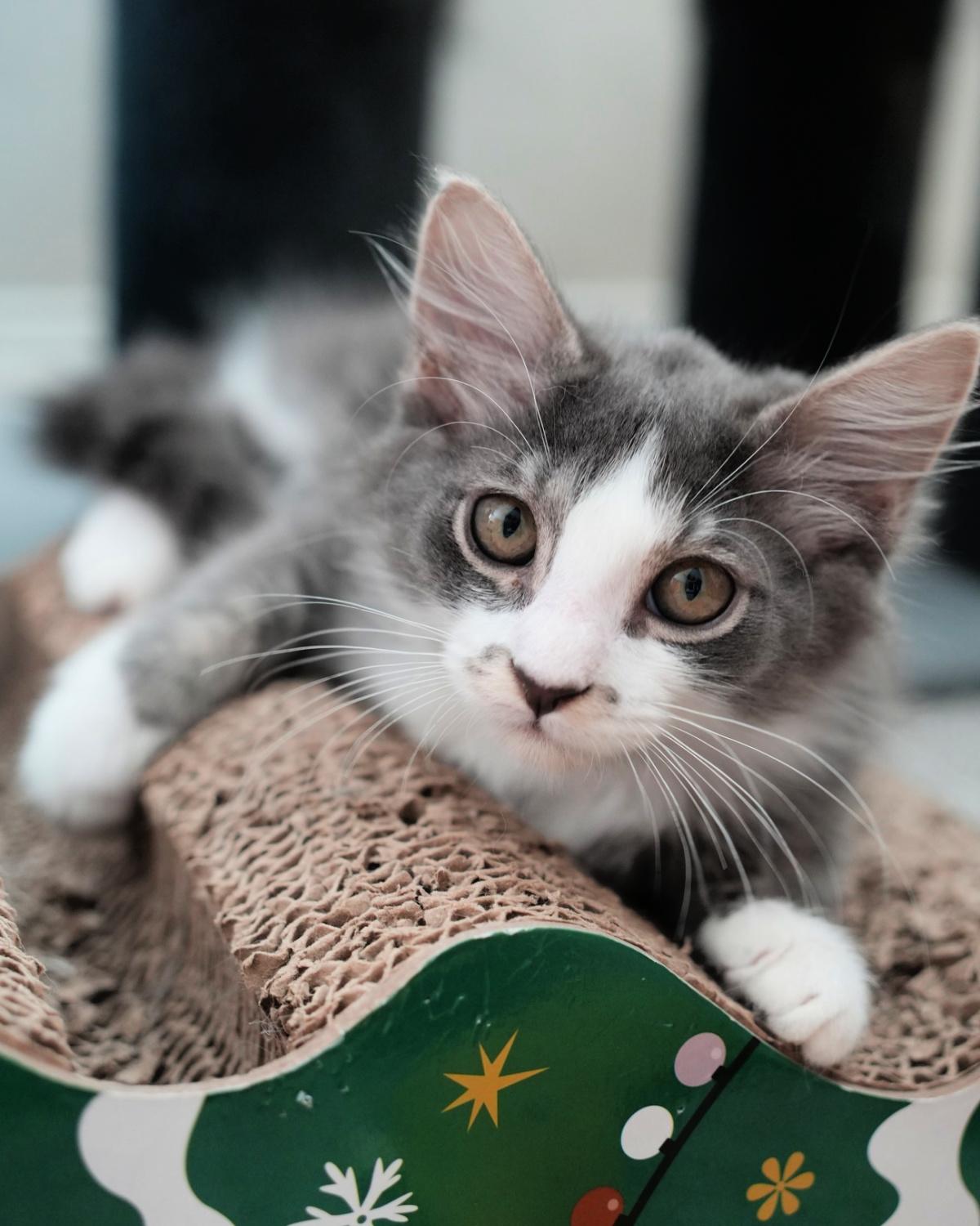 Stormy, Young Male Domestic Medium Hair