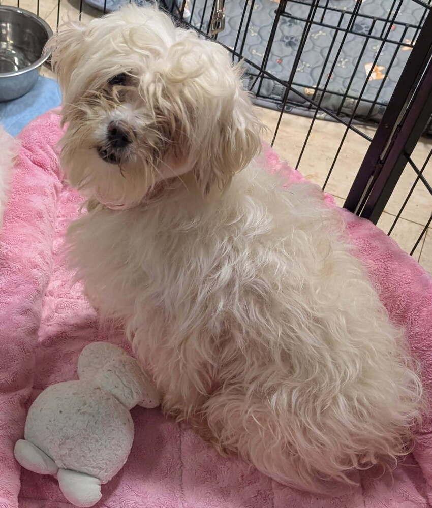 Belle, Adoptable, Adult Female Maltese & Poodle.