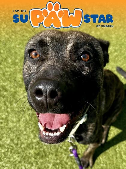 Cerberus, Adoptable, Adult Male Mixed Breed & Mixed Breed.