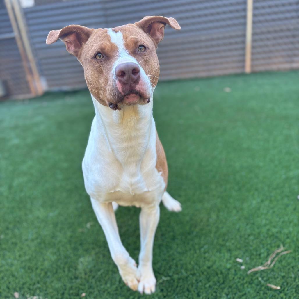 Enlarge Gracie, a Adoptable mixed breed in Hamilton, GA image 1/6