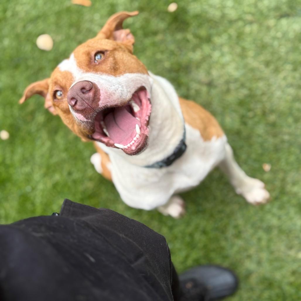 Enlarge Gracie, a Adoptable mixed breed in Hamilton, GA image 4/6