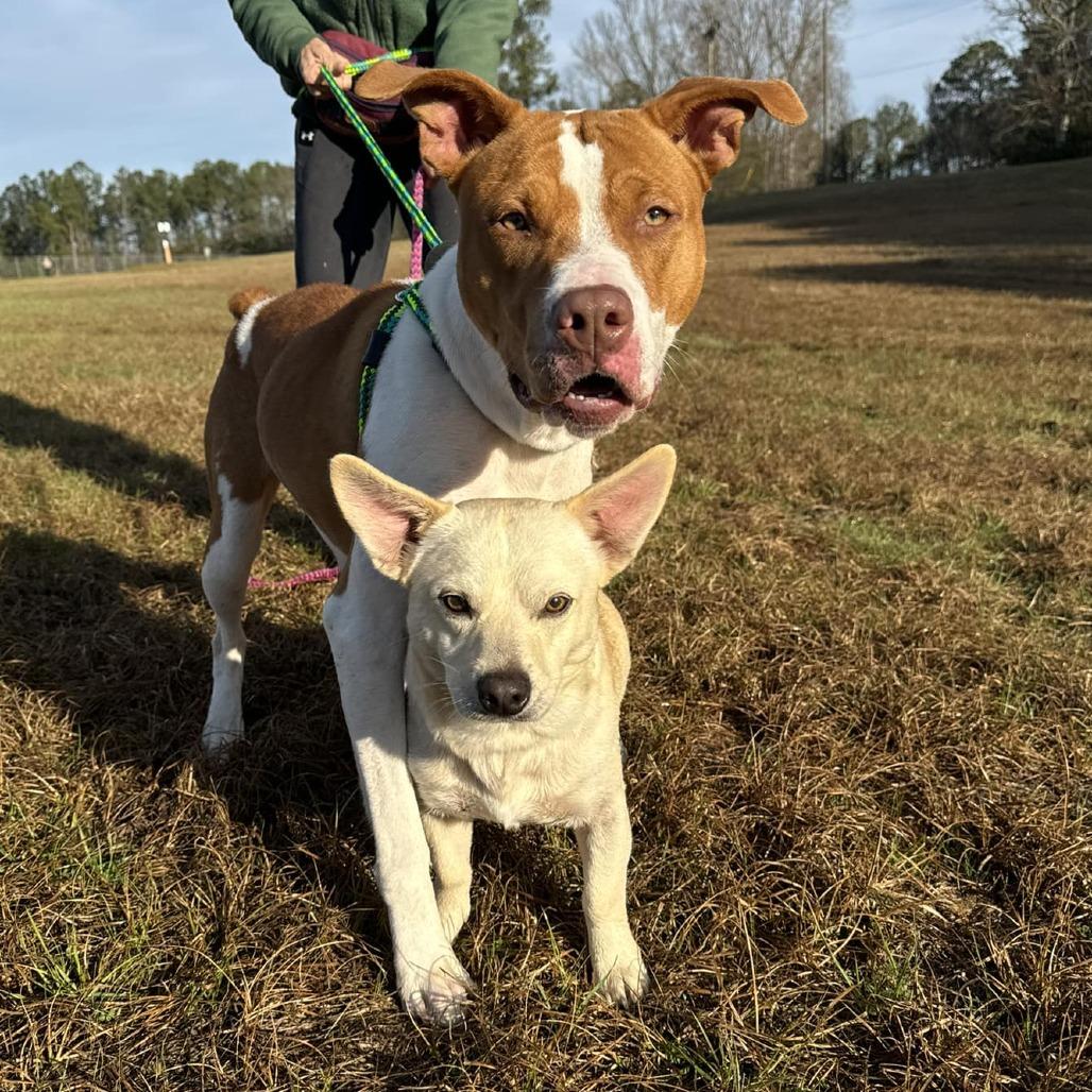 Enlarge Gracie, a Adoptable mixed breed in Hamilton, GA image 5/6