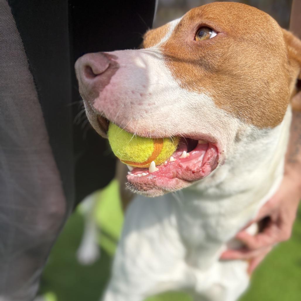 Enlarge Gracie, a Adoptable mixed breed in Hamilton, GA image 6/6