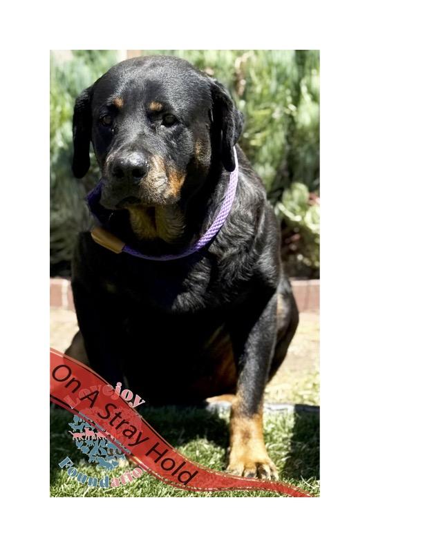 Reika RB Rottweiler Dog