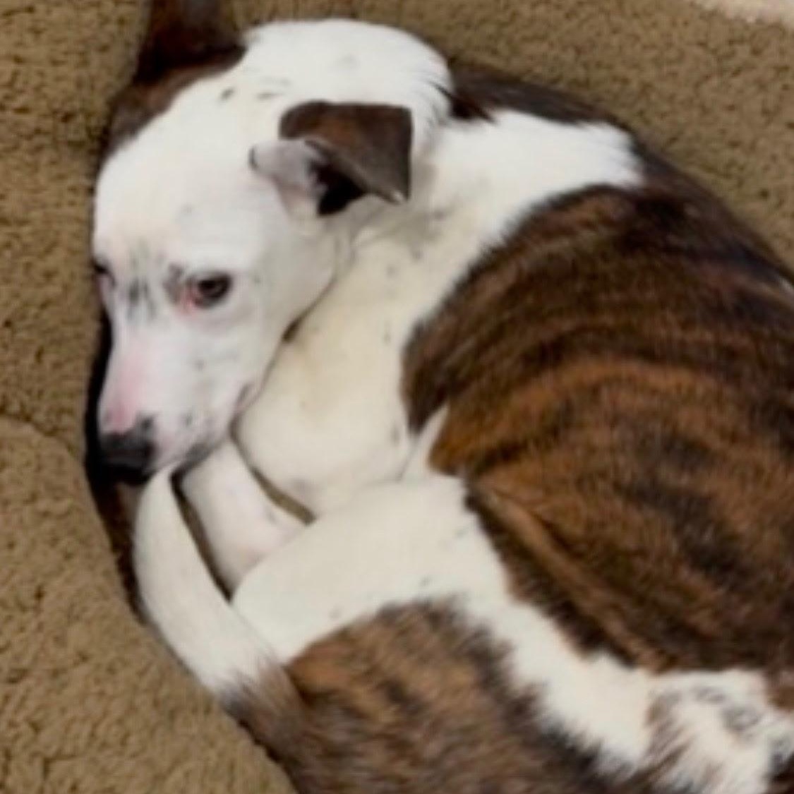 Ms Gorgeous Gracee, an adoptable Australian Cattle Dog / Blue Heeler in Vancouver, BC, V5N 1S1 | Photo Image 3