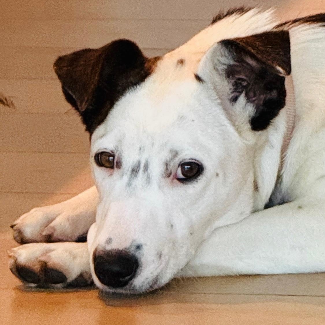 Ms Gorgeous Gracee, an adoptable Australian Cattle Dog / Blue Heeler in Vancouver, BC, V5N 1S1 | Photo Image 1