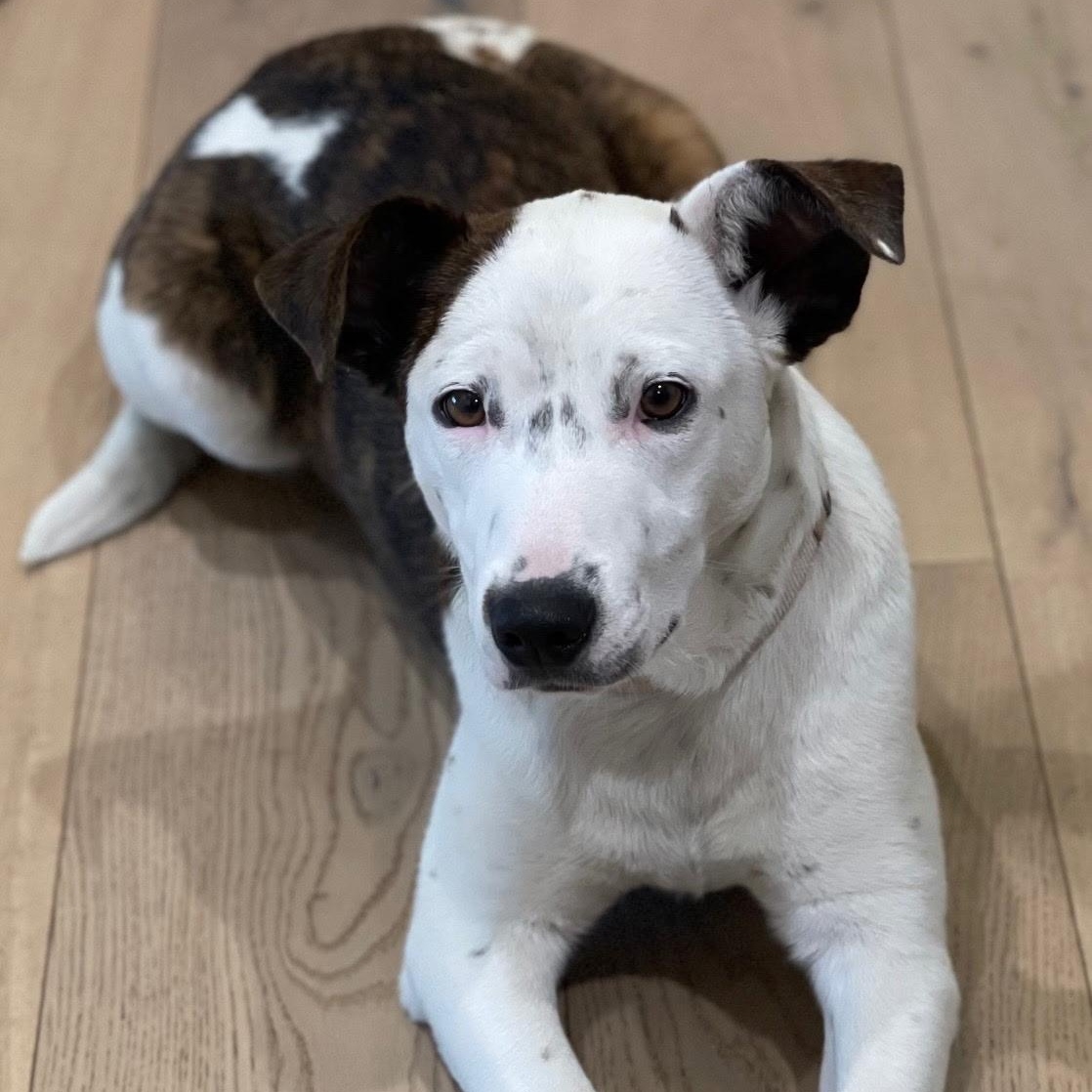 Ms Gorgeous Gracee, an adoptable Australian Cattle Dog / Blue Heeler in Vancouver, BC, V5N 1S1 | Photo Image 4