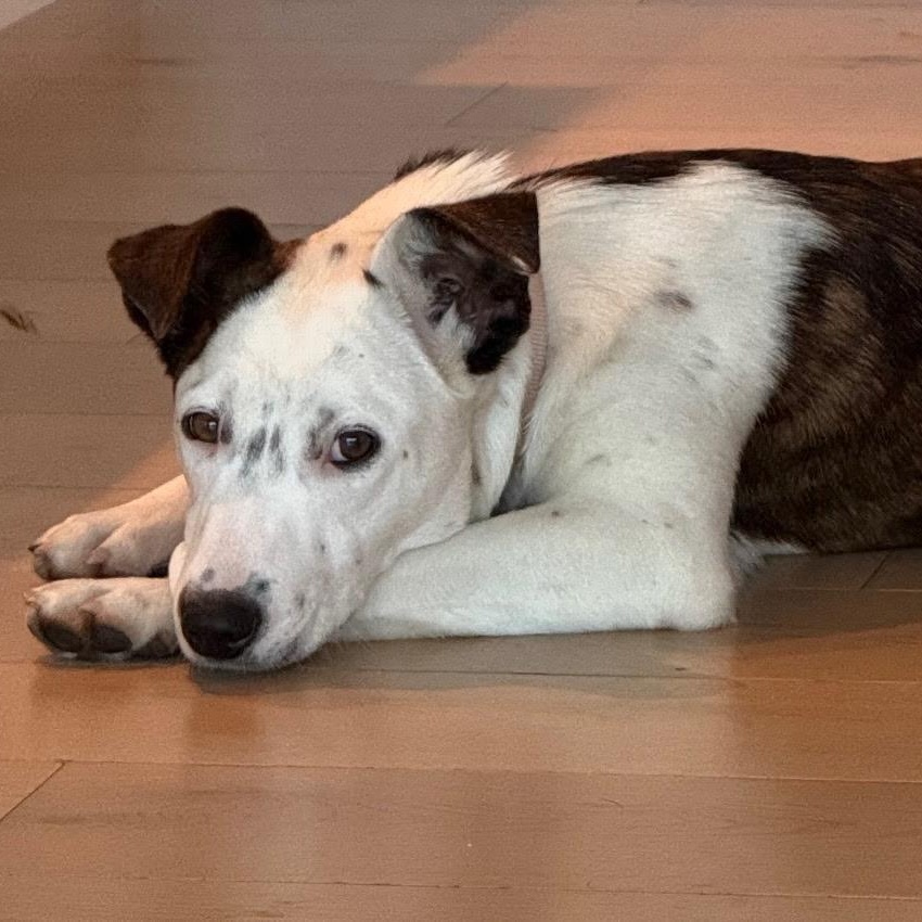 Ms Gorgeous Gracee, an adoptable Australian Cattle Dog / Blue Heeler in Vancouver, BC, V5N 1S1 | Photo Image 2