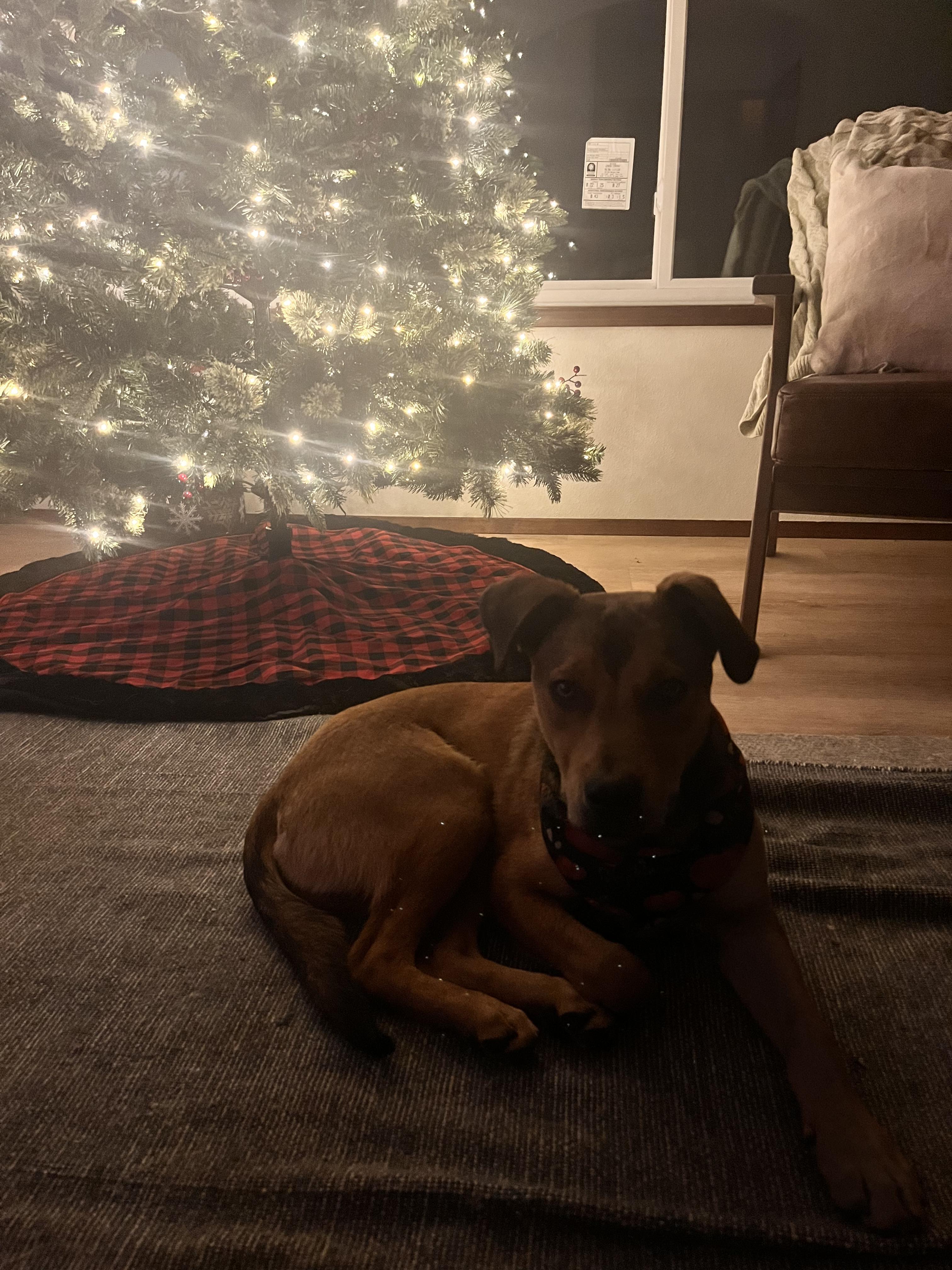 Enlarge Finn, an adopted mixed breed in Bend, OR image 3/4