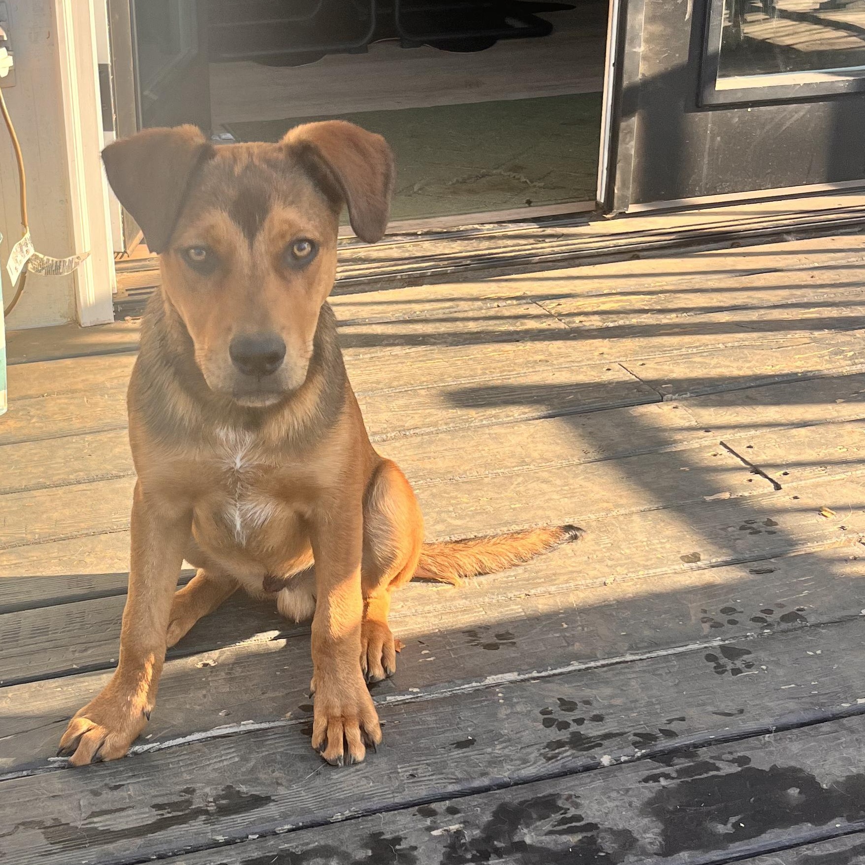 Finn, adopted, Young Male Pit Bull Terrier & German Shepherd Dog.