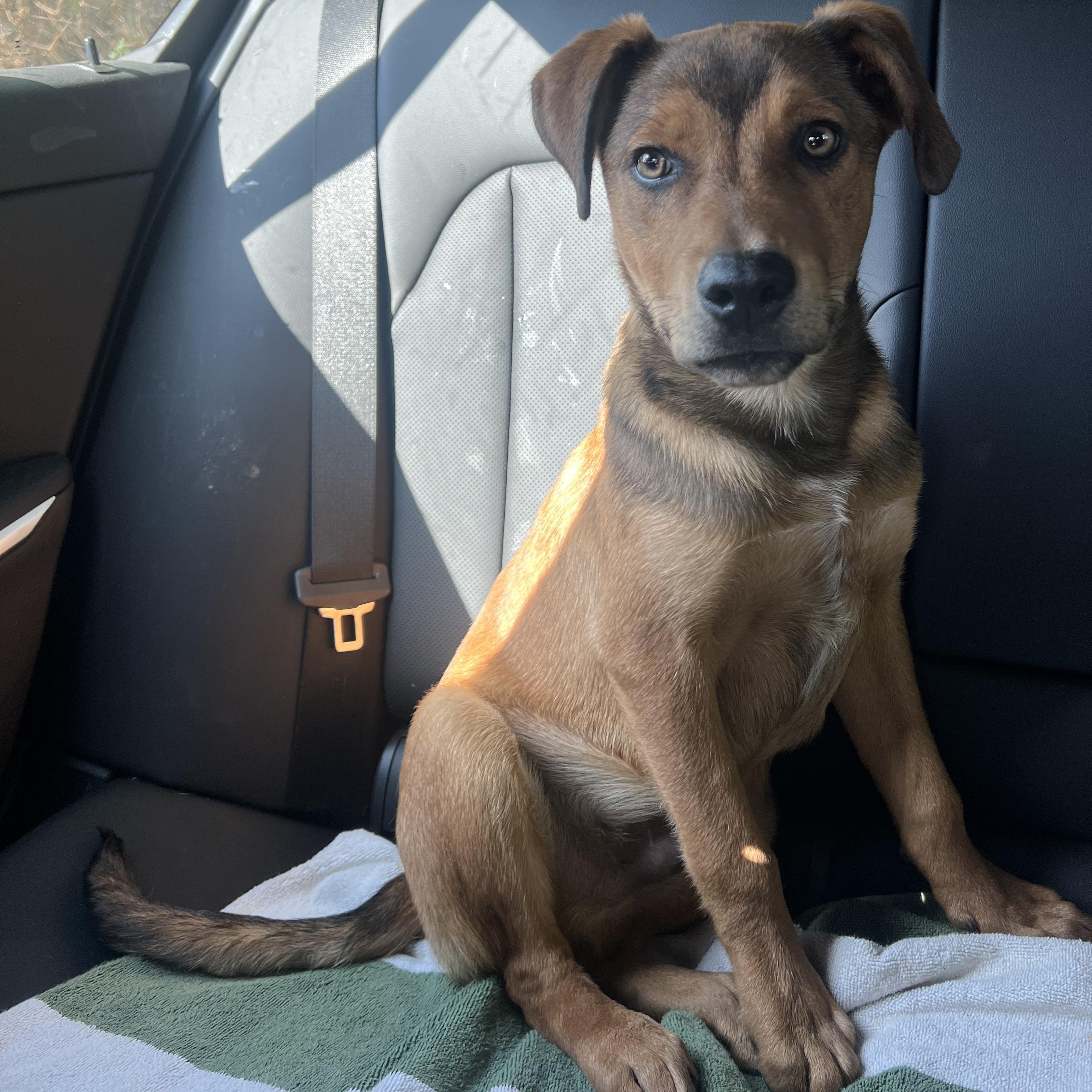 Enlarge Finn, an adopted mixed breed in Bend, OR image 4/4