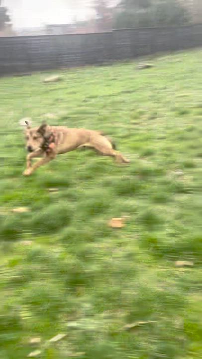 Enlarge Finn, an adopted mixed breed in Bend, OR video 2/4