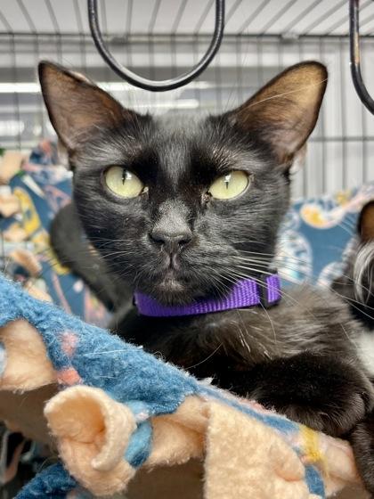 Penne, ADOPTABLE, Adult Female Domestic Short Hair.