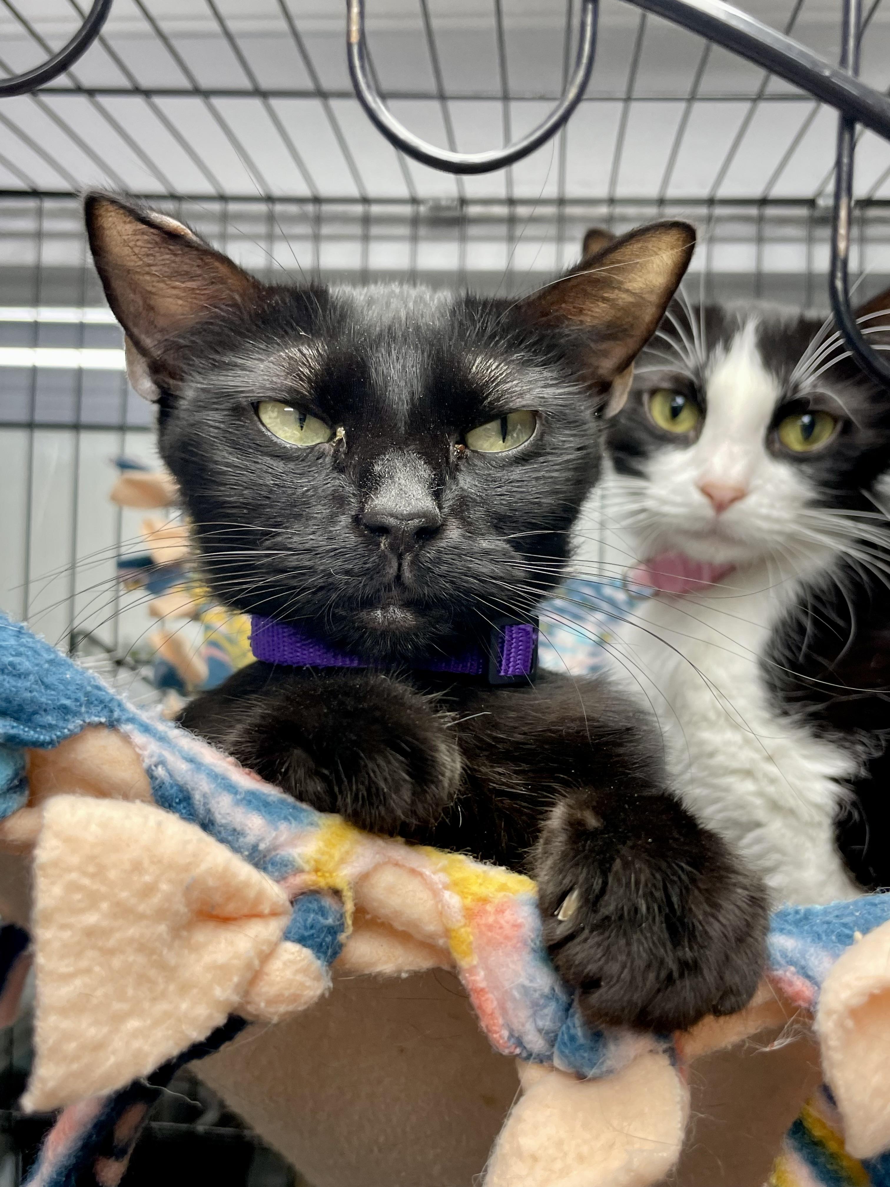 Enlarge Penne, a ADOPTABLE Domestic Short Hair in Plano, TX image 2/4