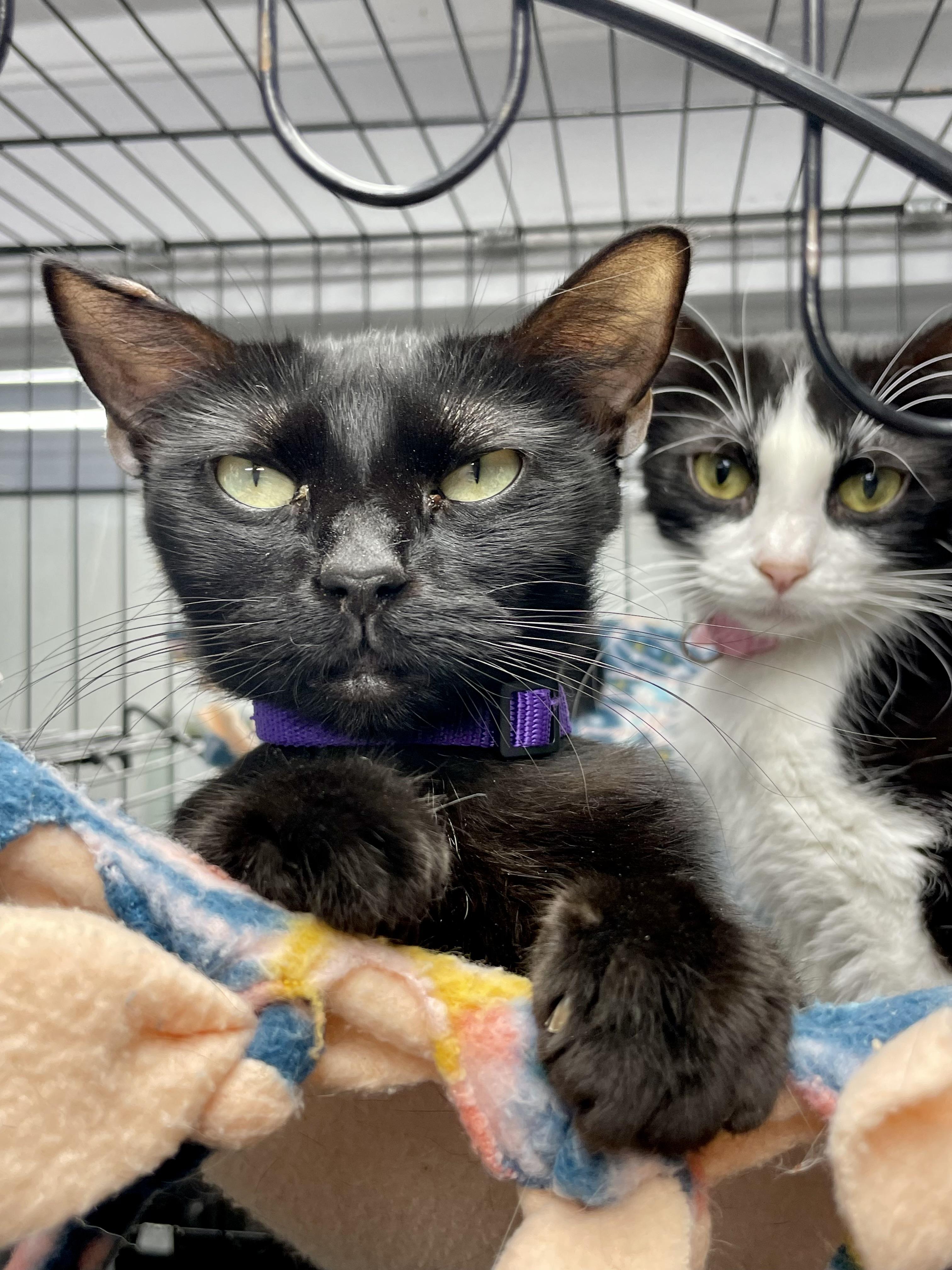 Enlarge Penne, a ADOPTABLE Domestic Short Hair in Plano, TX image 4/4