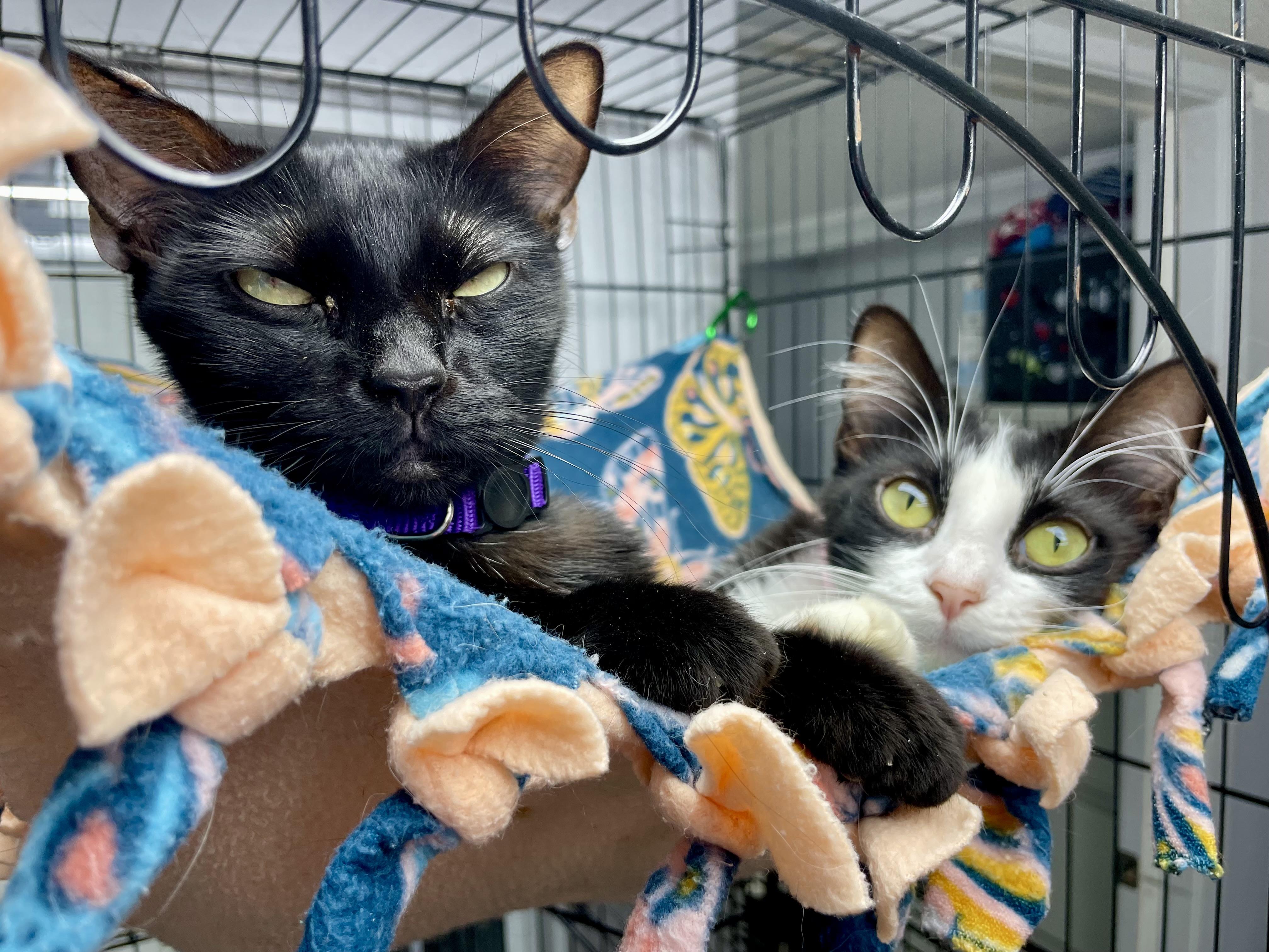 Enlarge Penne, a ADOPTABLE Domestic Short Hair in Plano, TX image 3/4