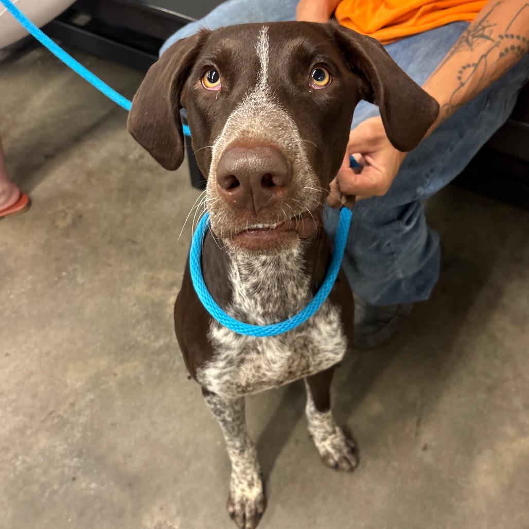 Forrest, Adoptable, Adult Male German Shorthaired Pointer.