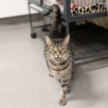 Josephine Evelyn, a ADOPTABLE Domestic Short Hair in Hilliard, OH image 1/4