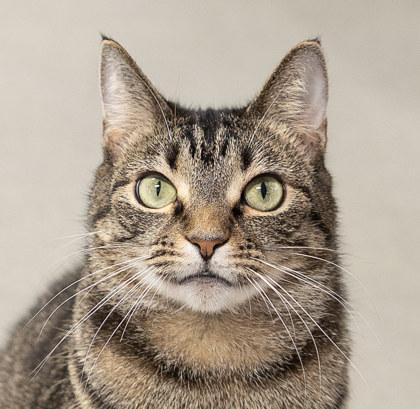 Josephine Evelyn, a ADOPTABLE Domestic Short Hair in Hilliard, OH image 2/4