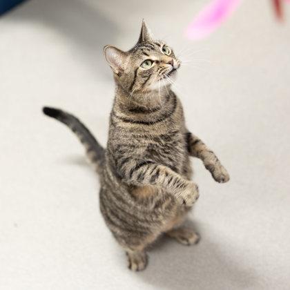 Josephine Evelyn, a ADOPTABLE Domestic Short Hair in Hilliard, OH image 3/4