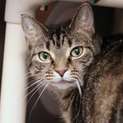 Josephine Evelyn, a ADOPTABLE Domestic Short Hair in Hilliard, OH image 4/4