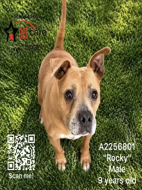 ROCKY, Adoptable, Adult Male Pit Bull Terrier.