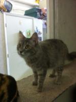 Enlarge Zelda, a Adopted Tiger in St. James City, FL image 2/2