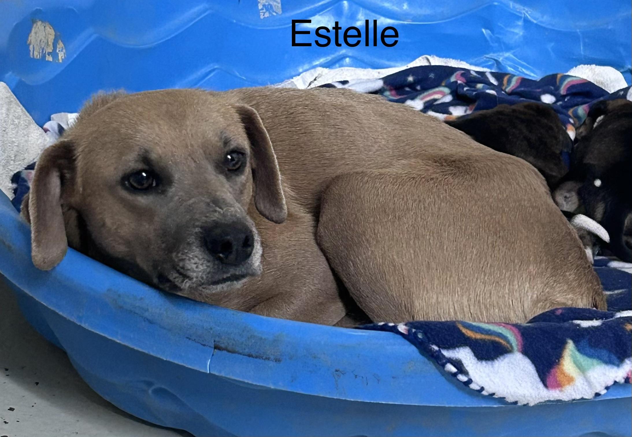 Estelle, adopted, Young Female Terrier.