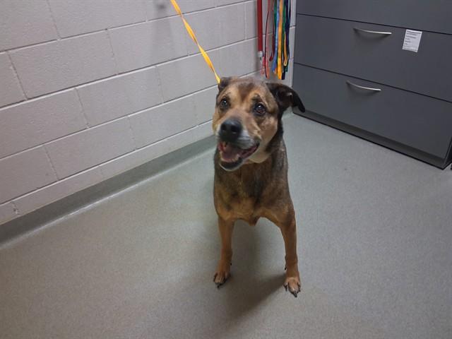 ROCKY, Adoptable, Adult Male Labrador Retriever & Mixed Breed.