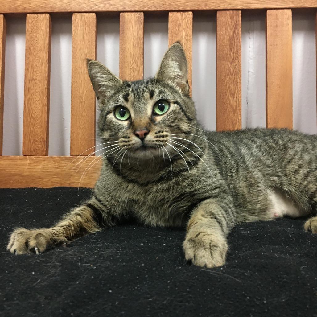 Enlarge Jasmine, a Adoptable Domestic Short Hair in Middlebury, VT image 1/4