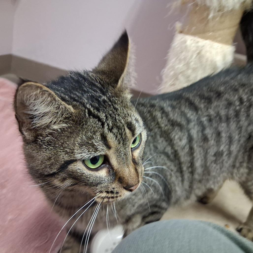 Enlarge Jasmine, a Adoptable Domestic Short Hair in Middlebury, VT image 2/4