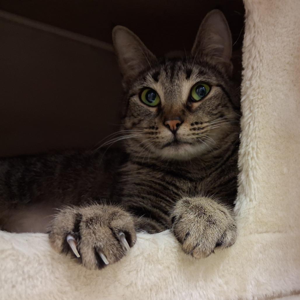 Enlarge Jasmine, a Adoptable Domestic Short Hair in Middlebury, VT image 3/4