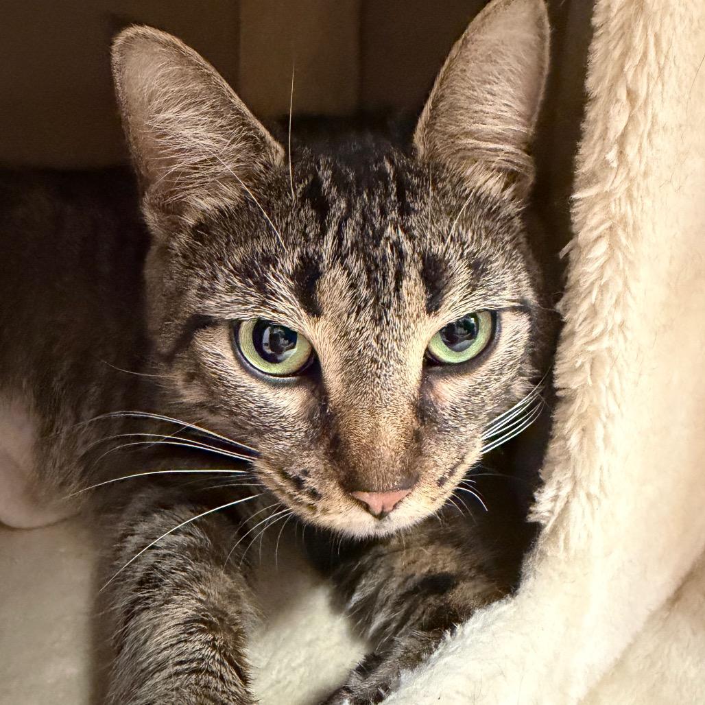 Enlarge Jasmine, a Adoptable Domestic Short Hair in Middlebury, VT image 4/4