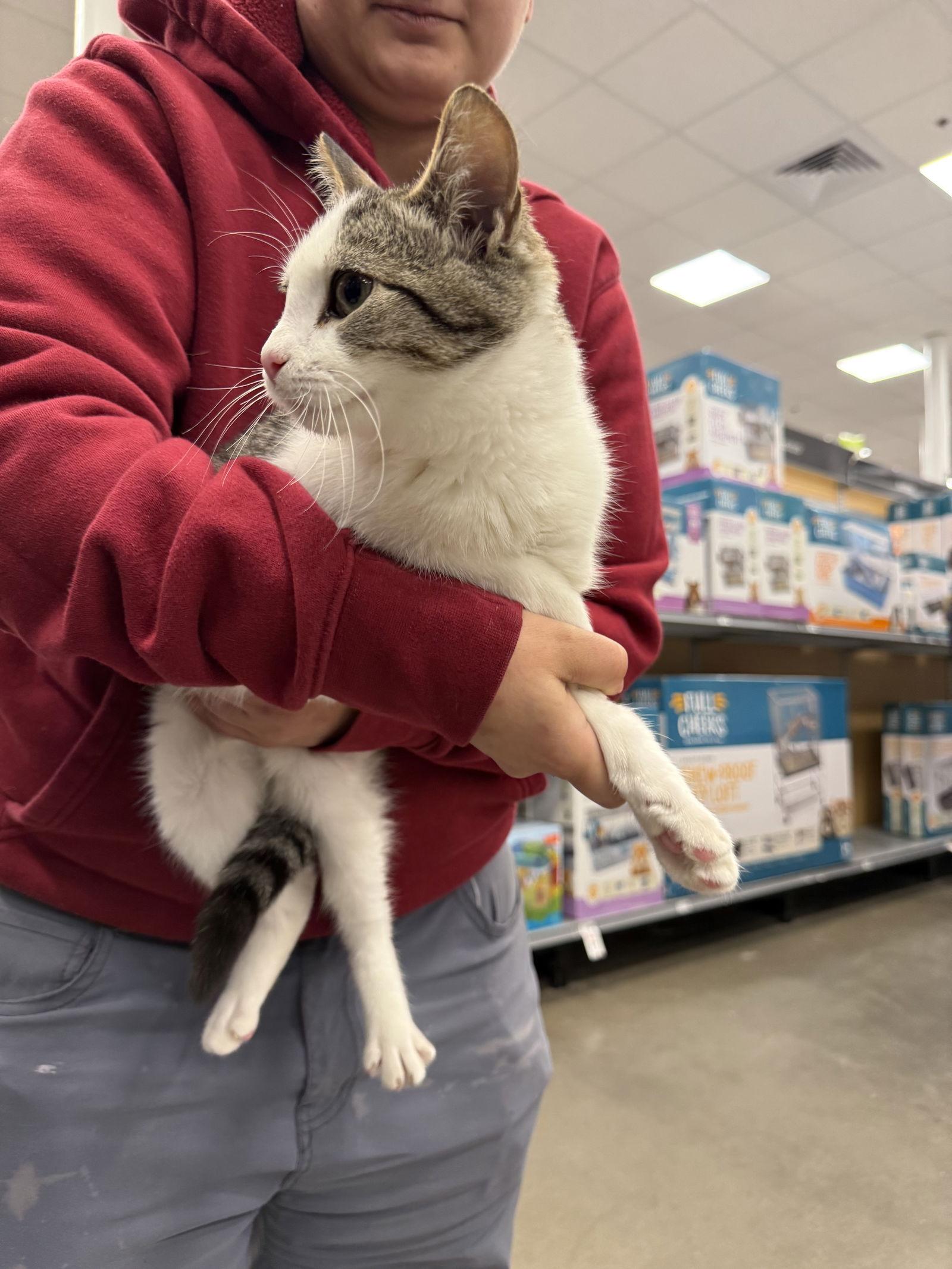 Lacey, a Adoptable Domestic Short Hair in Duluth, MN image 1/3