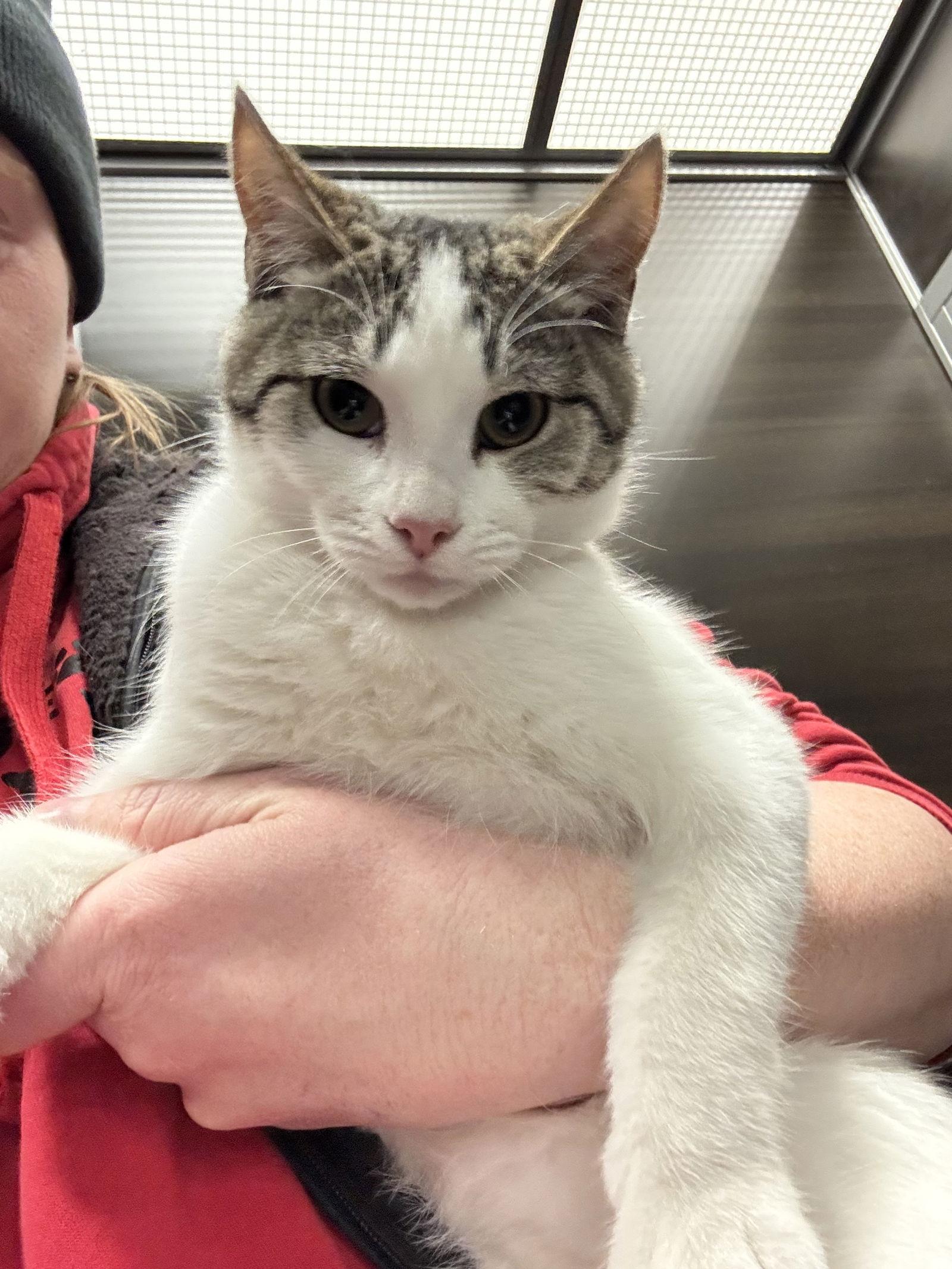 Lacey, a Adoptable Domestic Short Hair in Duluth, MN image 2/3