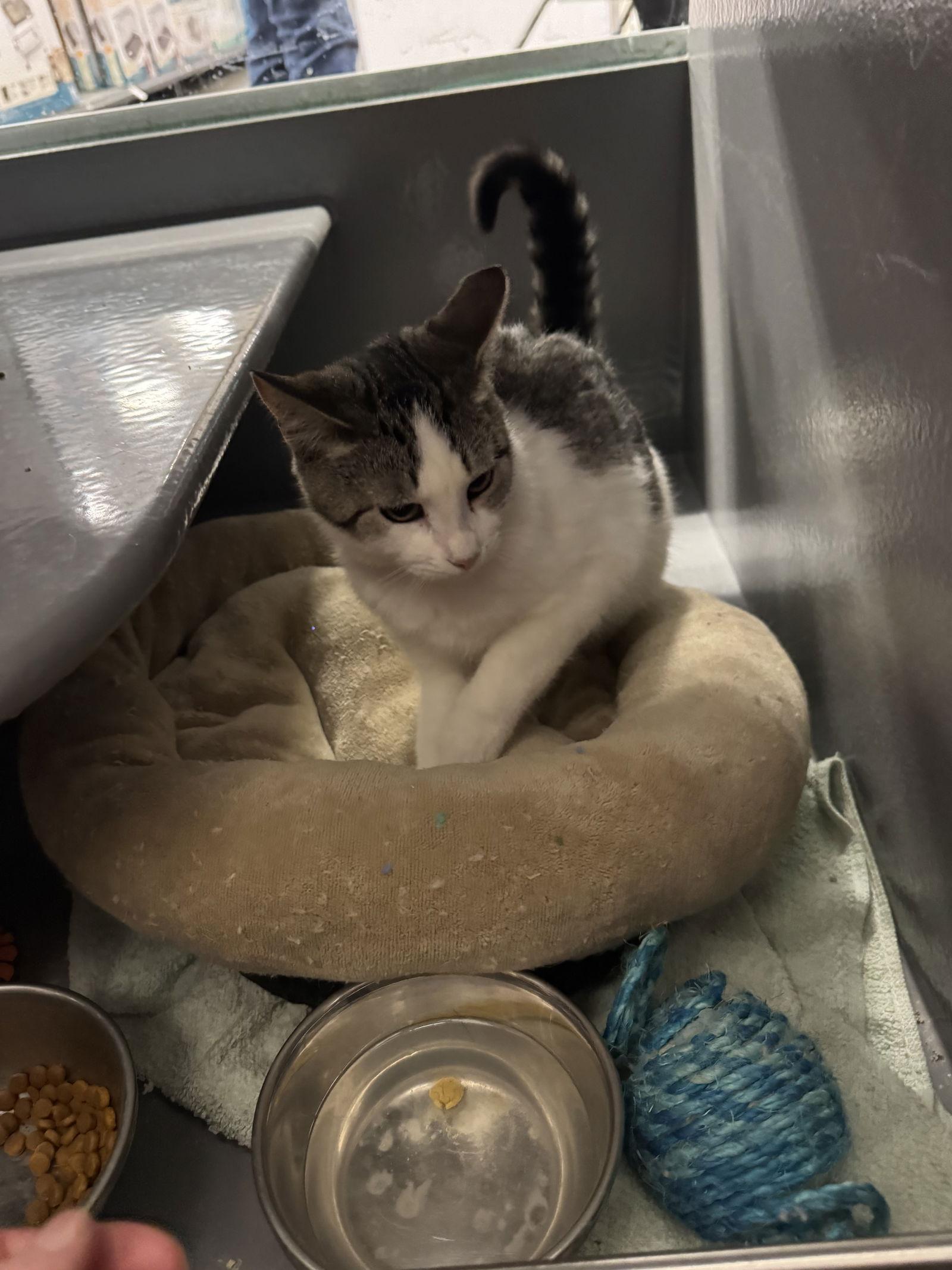 Lacey, a Adoptable Domestic Short Hair in Duluth, MN image 3/3