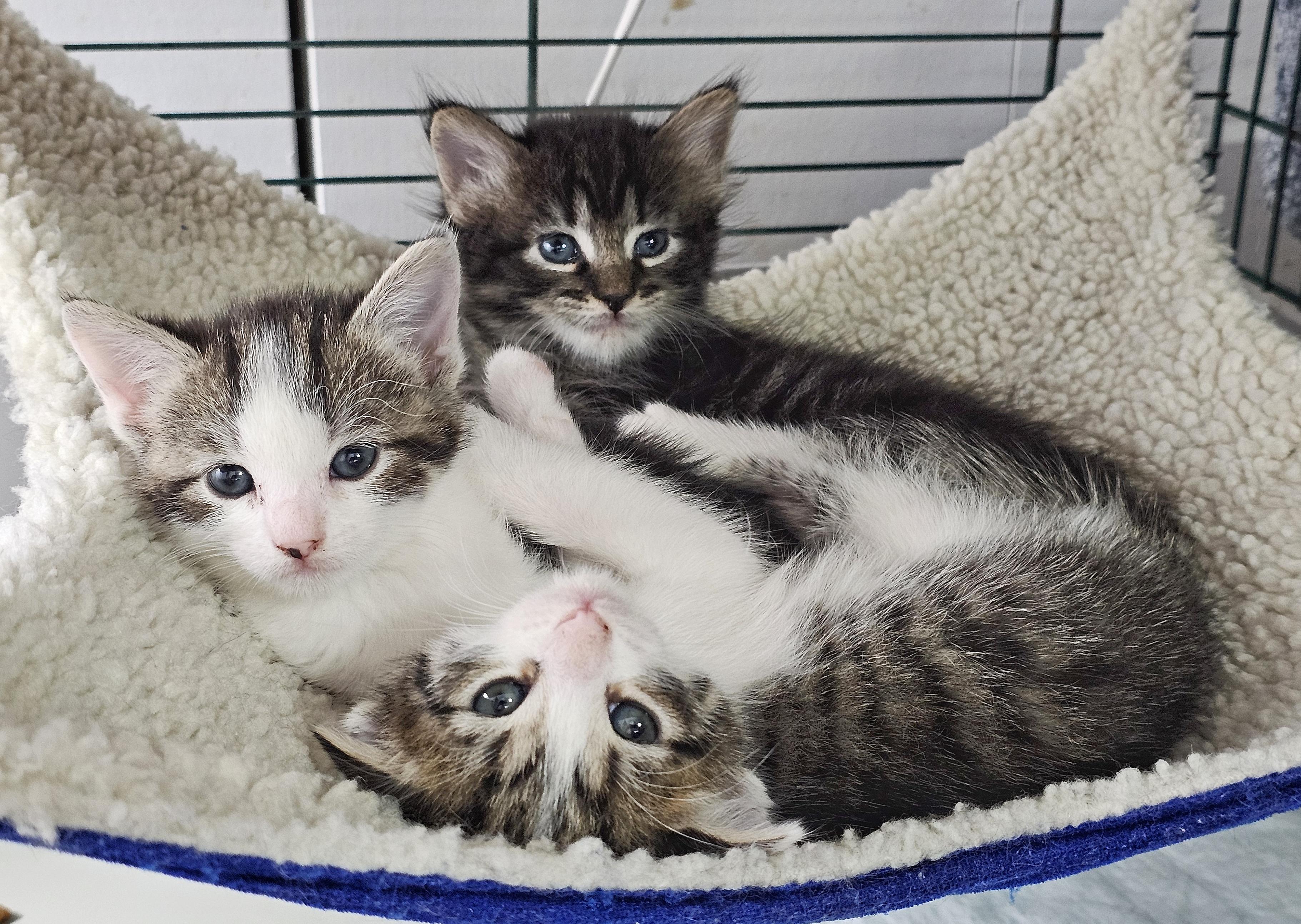 Three Little Flowers