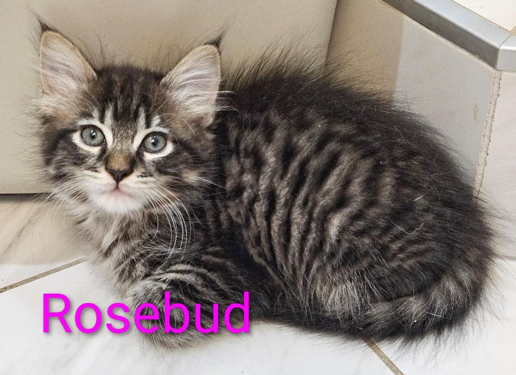 Three Little Flowers