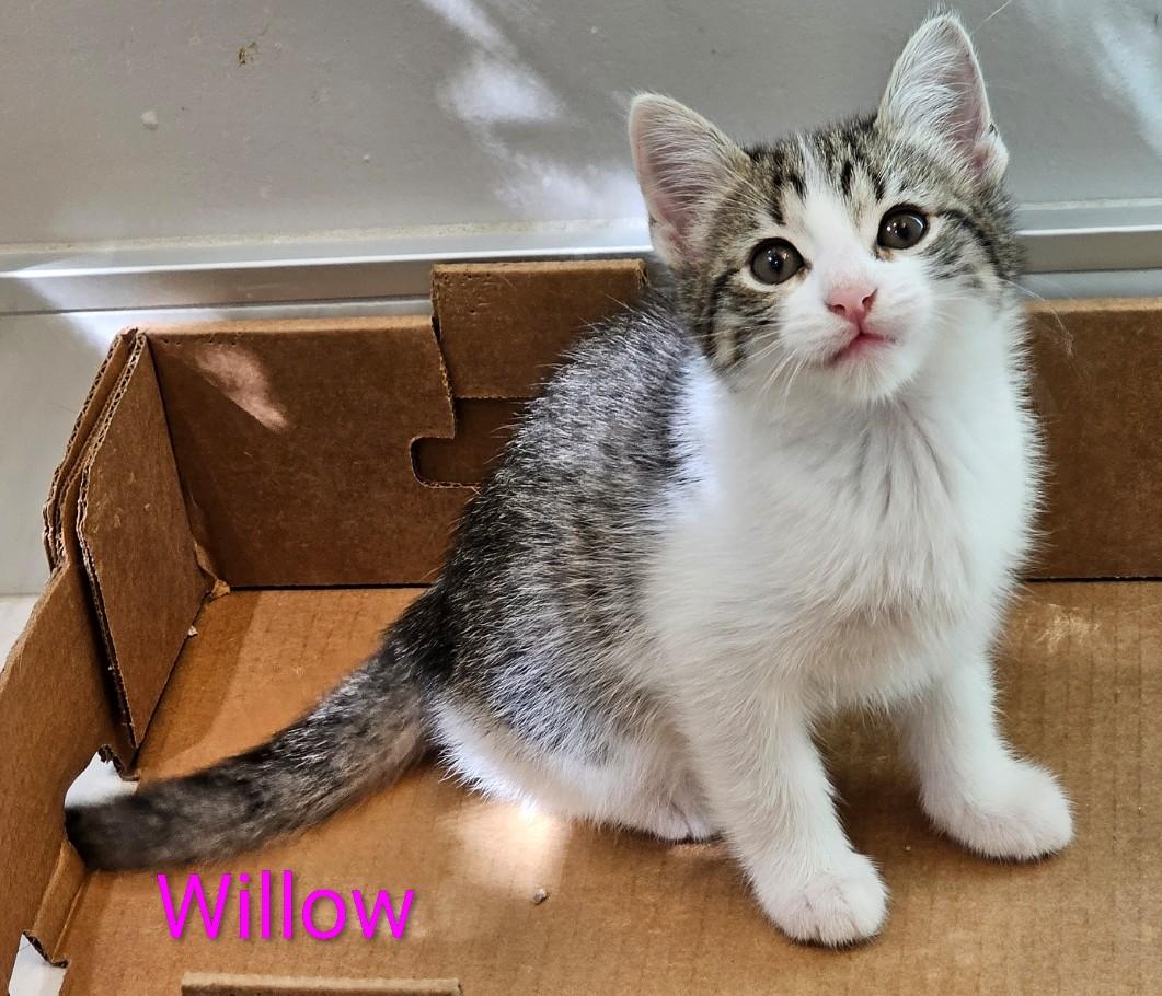 Three Little Flowers