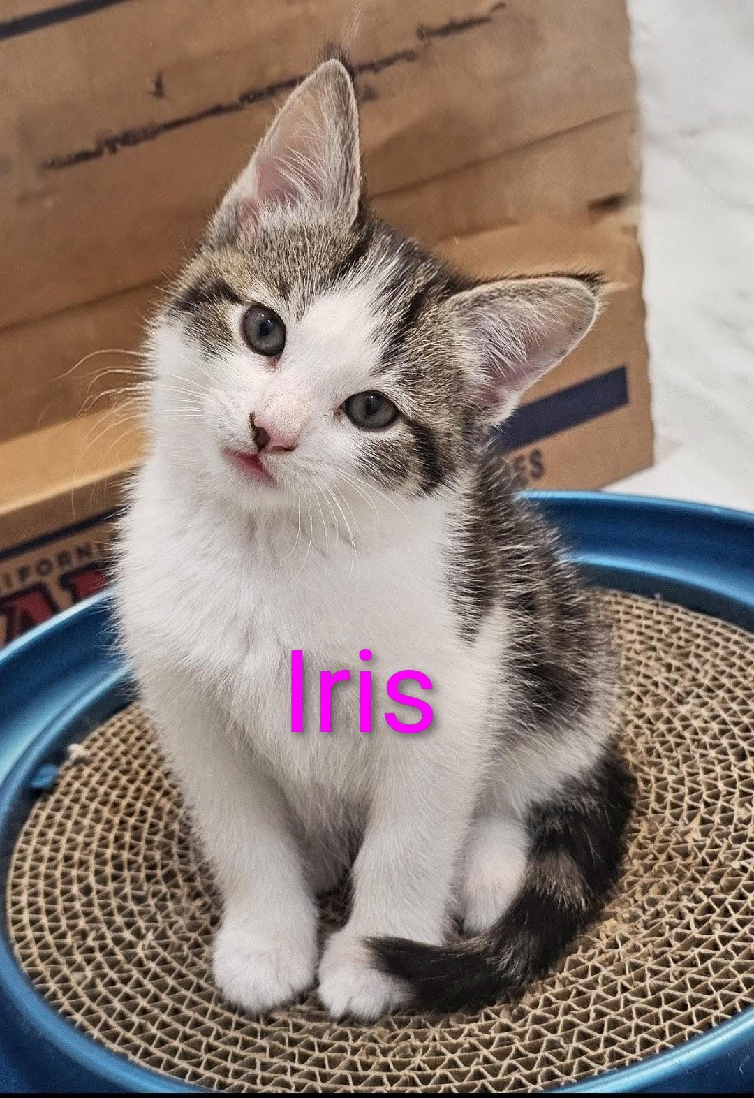 Three Little Flowers