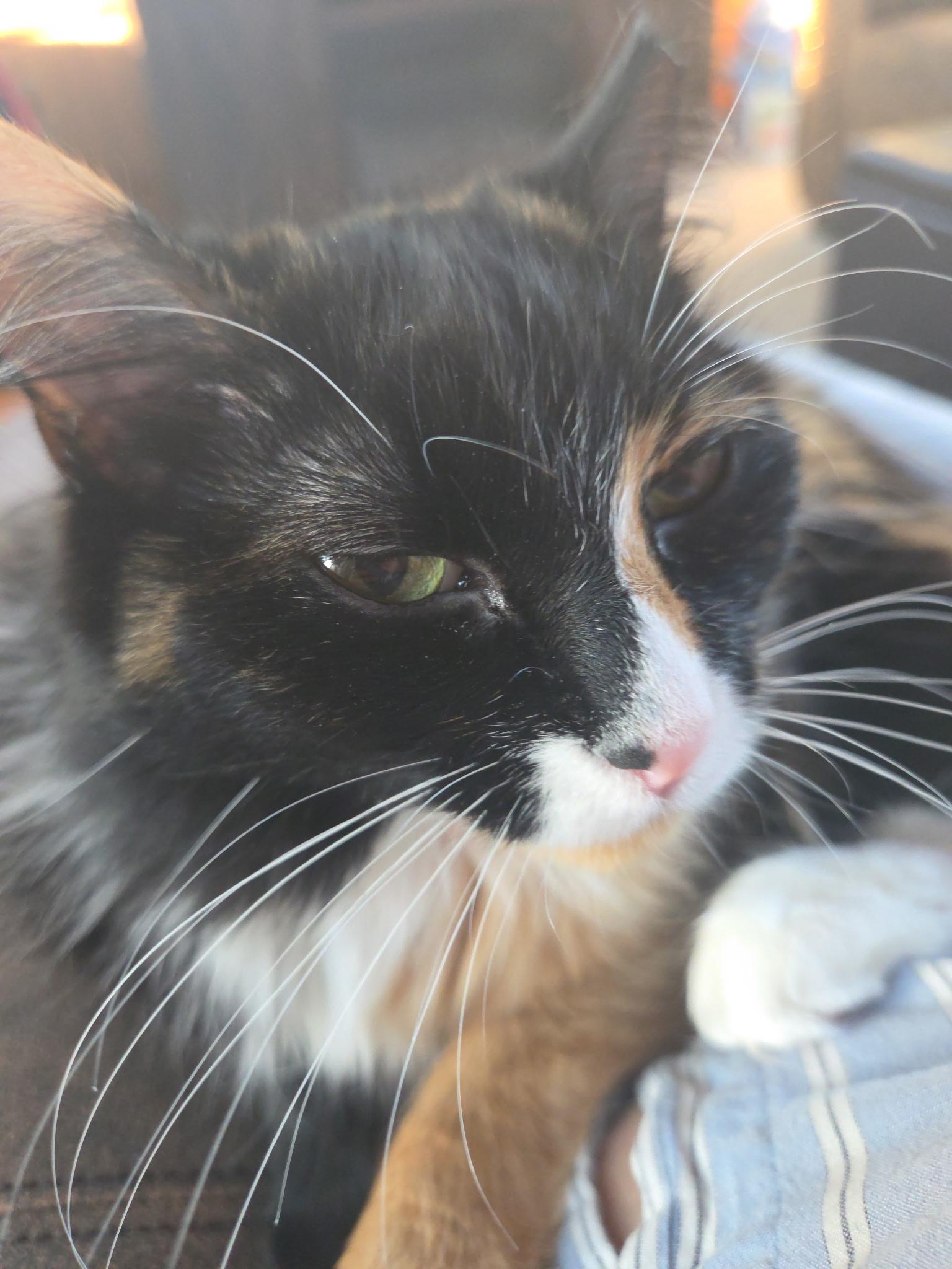 Lucy, an adopted Calico in Oregon, WI image 4/4