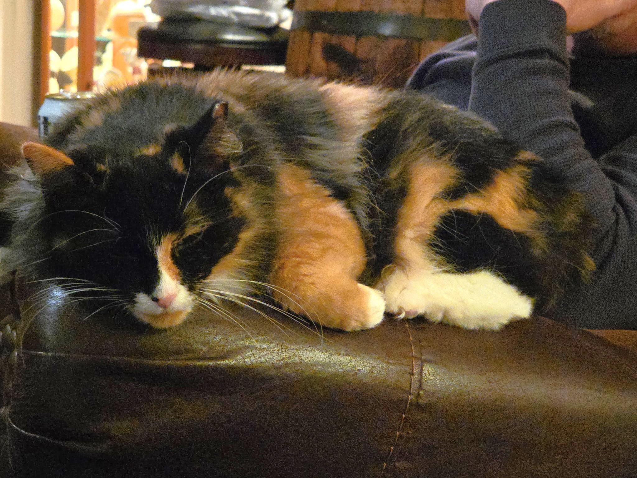 Lucy, an adopted Calico in Oregon, WI image 2/4